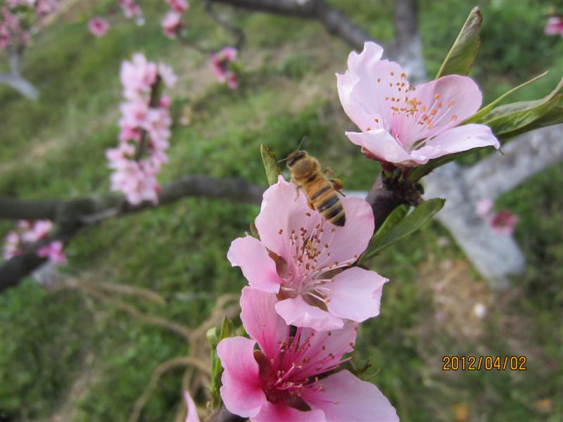 IMG_1733 ().JPG