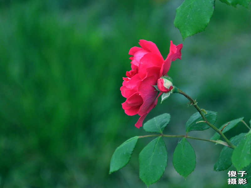 DSC_0085.jpg