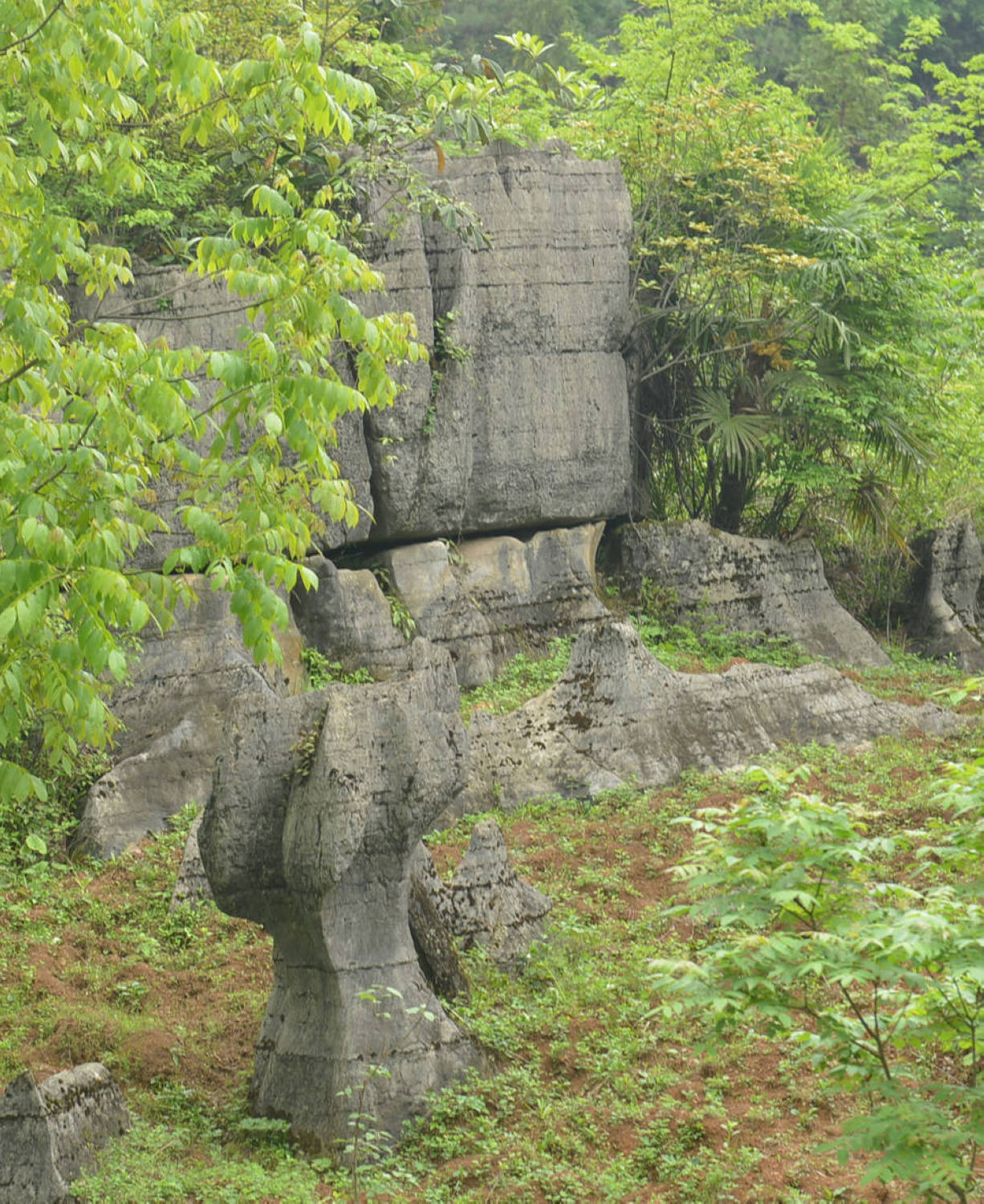 DSC_0234.JPG