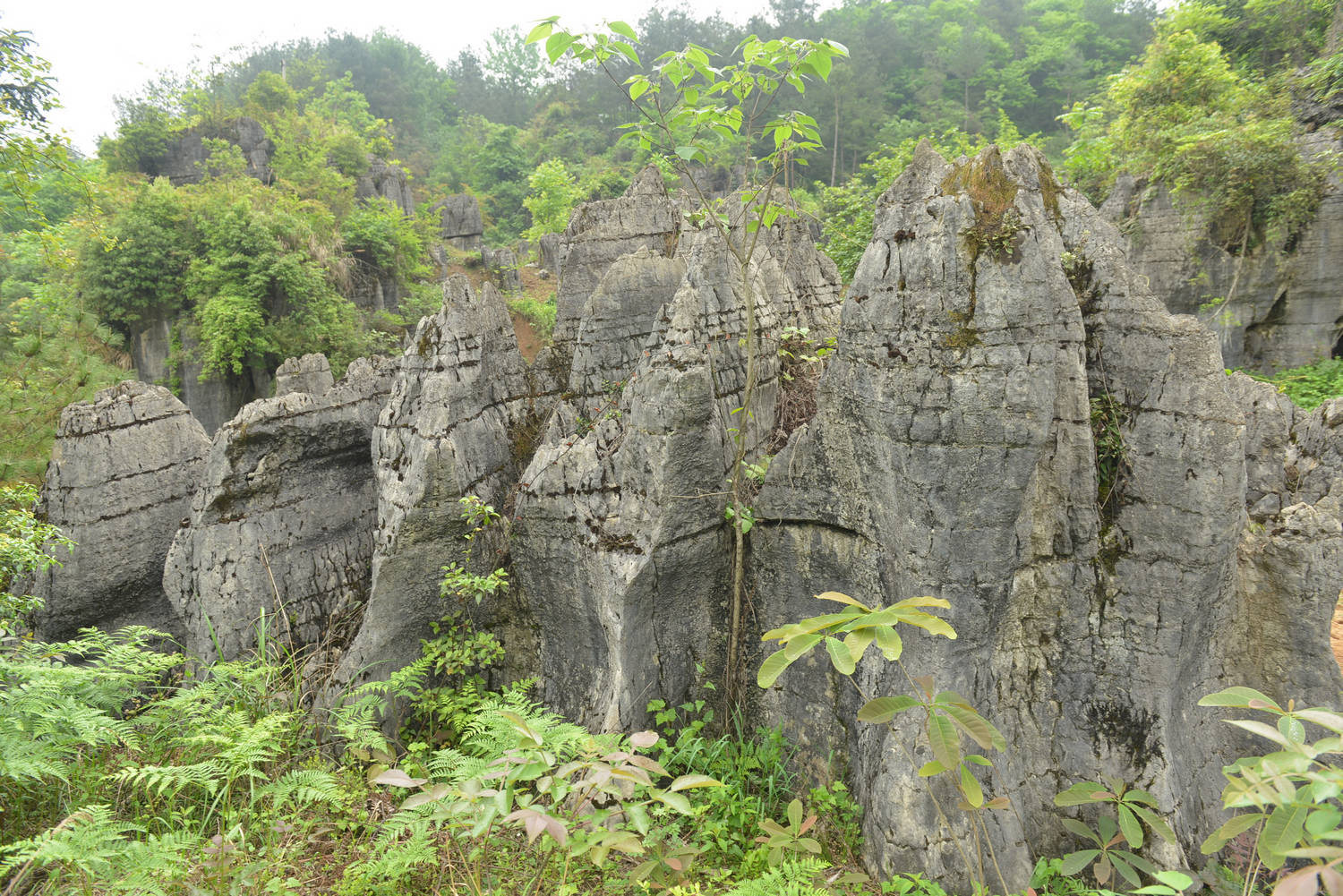 DSC_0239.JPG