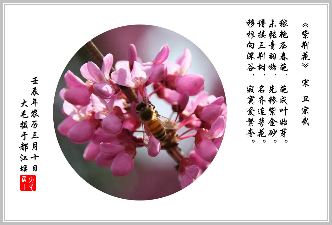 特效习作《古诗词咏紫荆花》