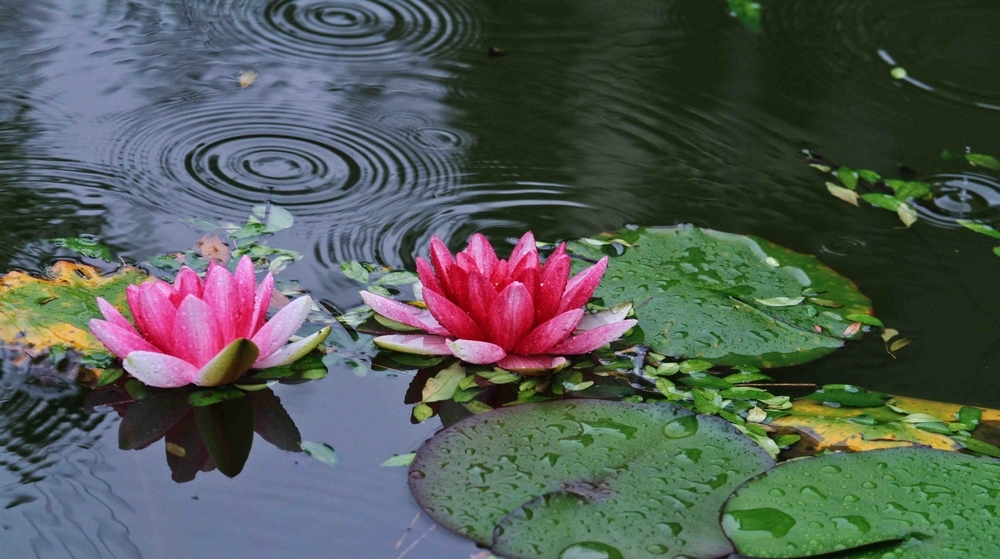 耐水涝的花卉图片