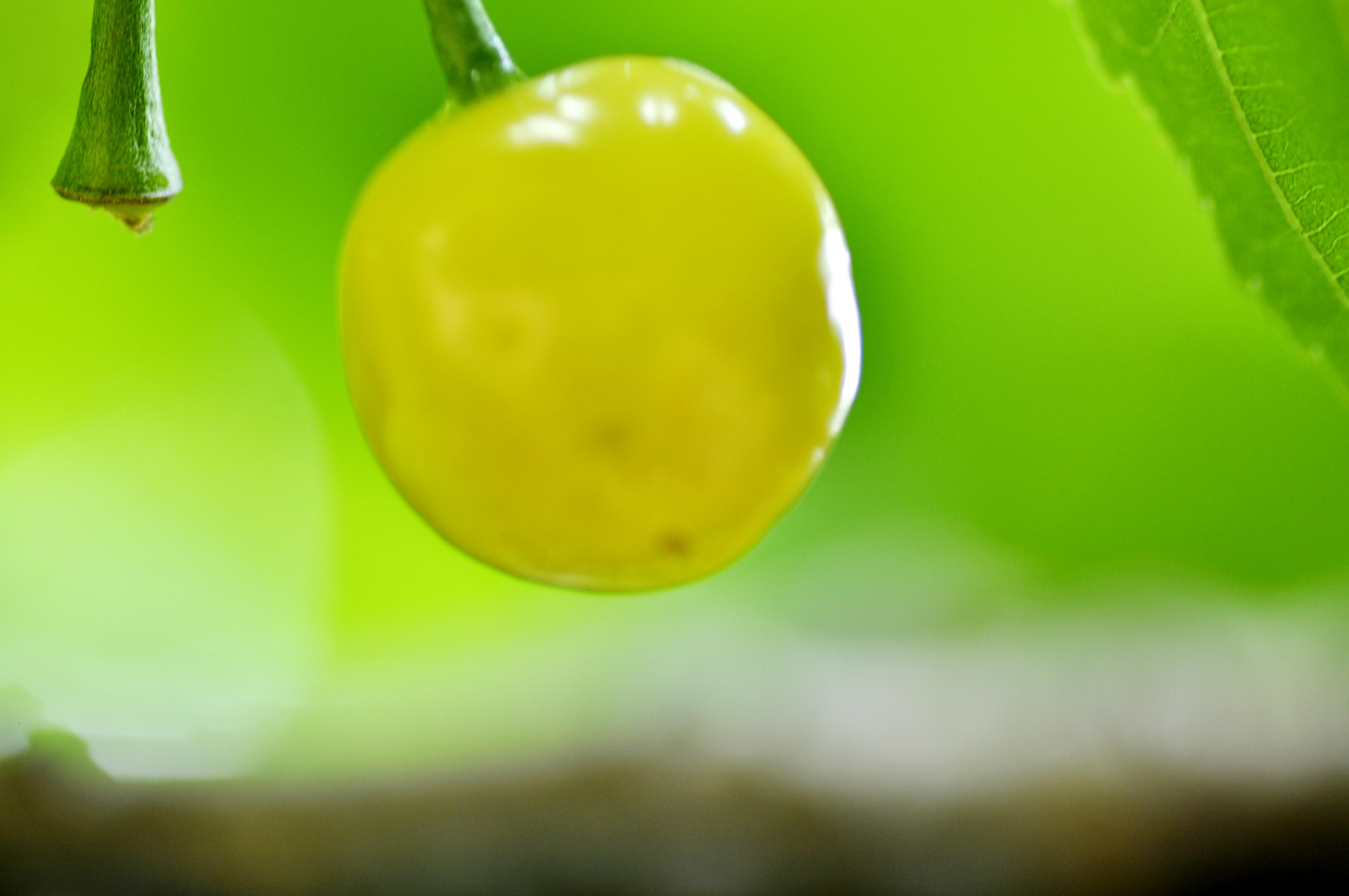 大巴山深处的樱桃