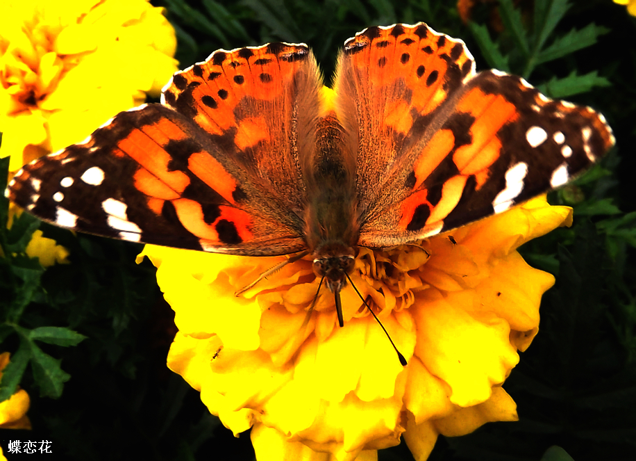 DSCF3129.JPG