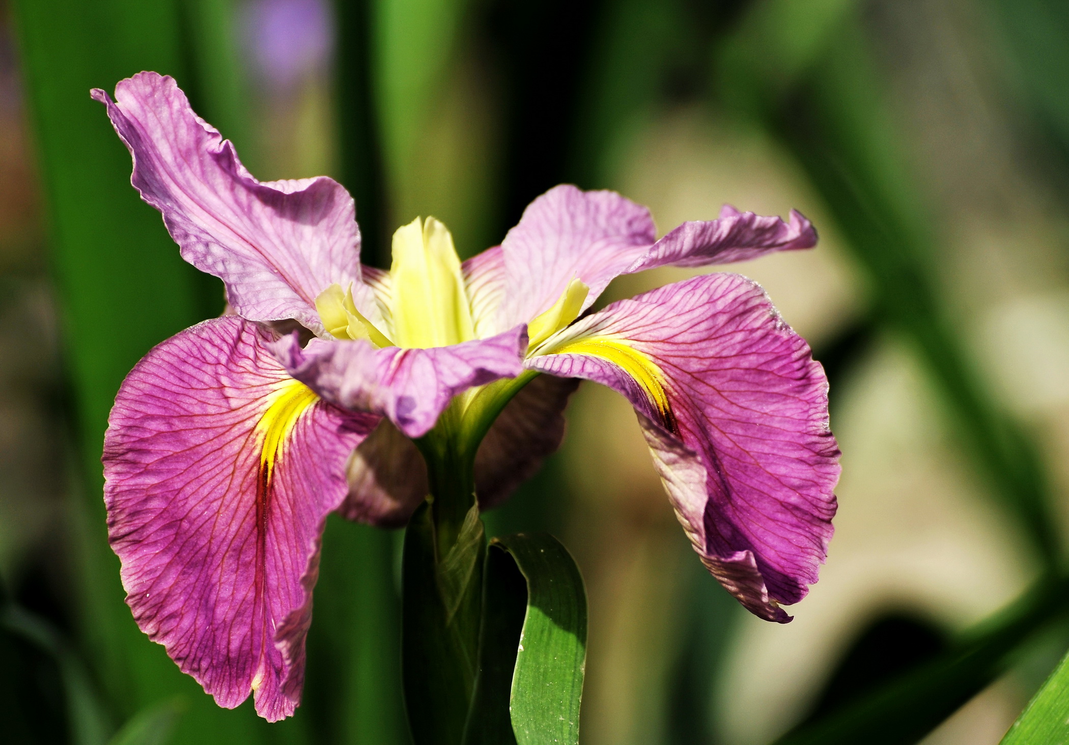 鸢尾花开的季节-麻辣摄影-麻辣社区 四川第一网络社区 你的言论 影响