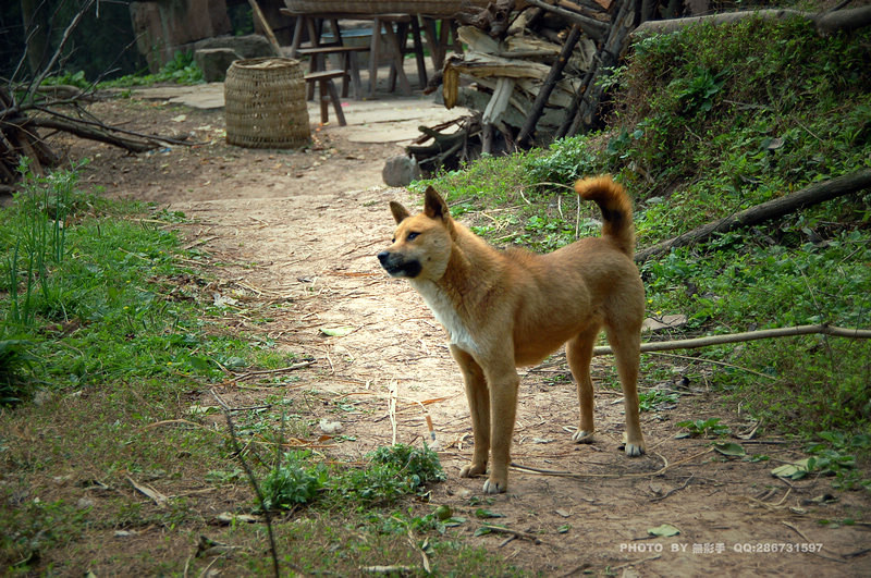 论坛 69 大话四川论坛 69 营山论坛 69 中华田园犬