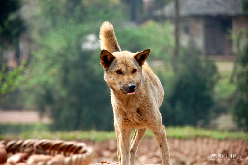 中华田园犬-营山论坛-四川论坛-麻辣社区