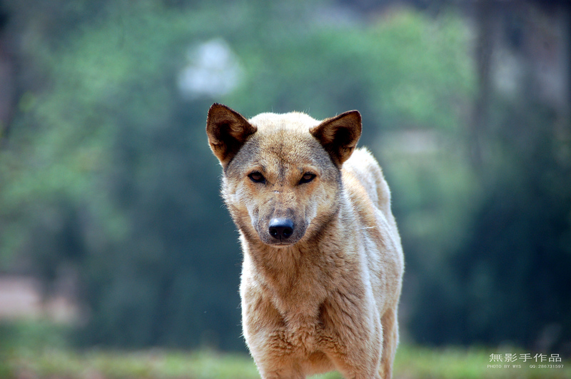 中华田园犬-营山论坛-麻辣社区 四川第一网络社区 你的言论 影响四川