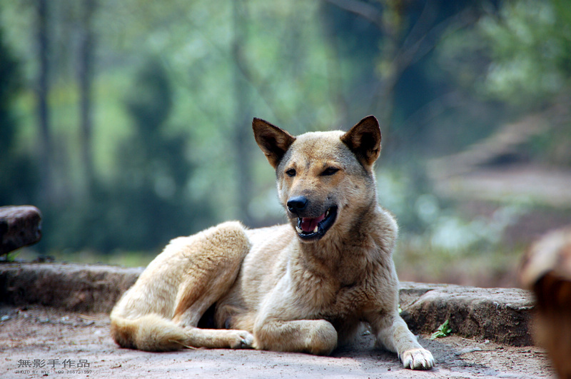 中华田园犬-营山论坛-四川论坛-麻辣社区