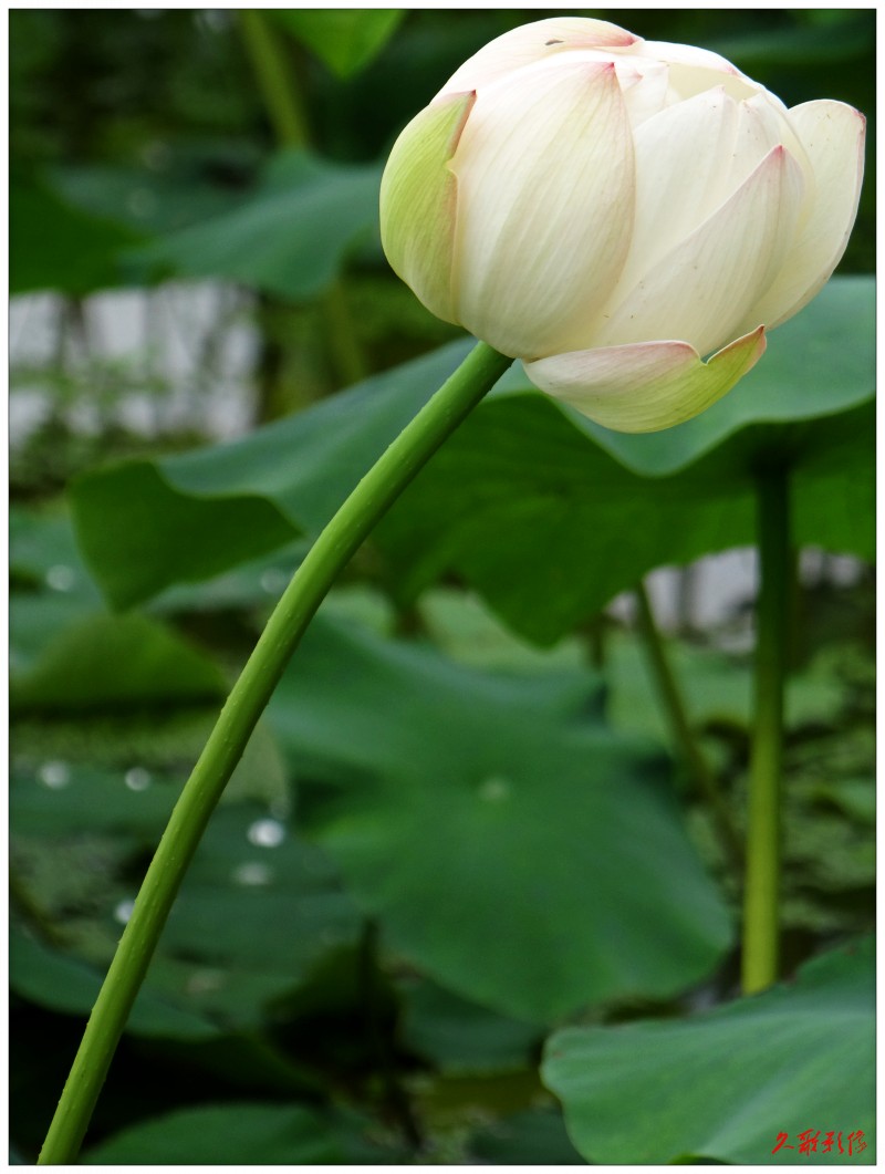 conew_dsc00349.jpg
