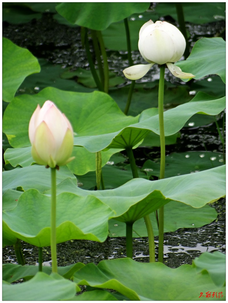 conew_dsc00355.jpg