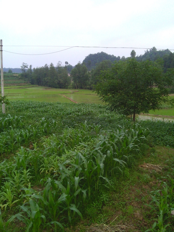 IMG00221.jpg