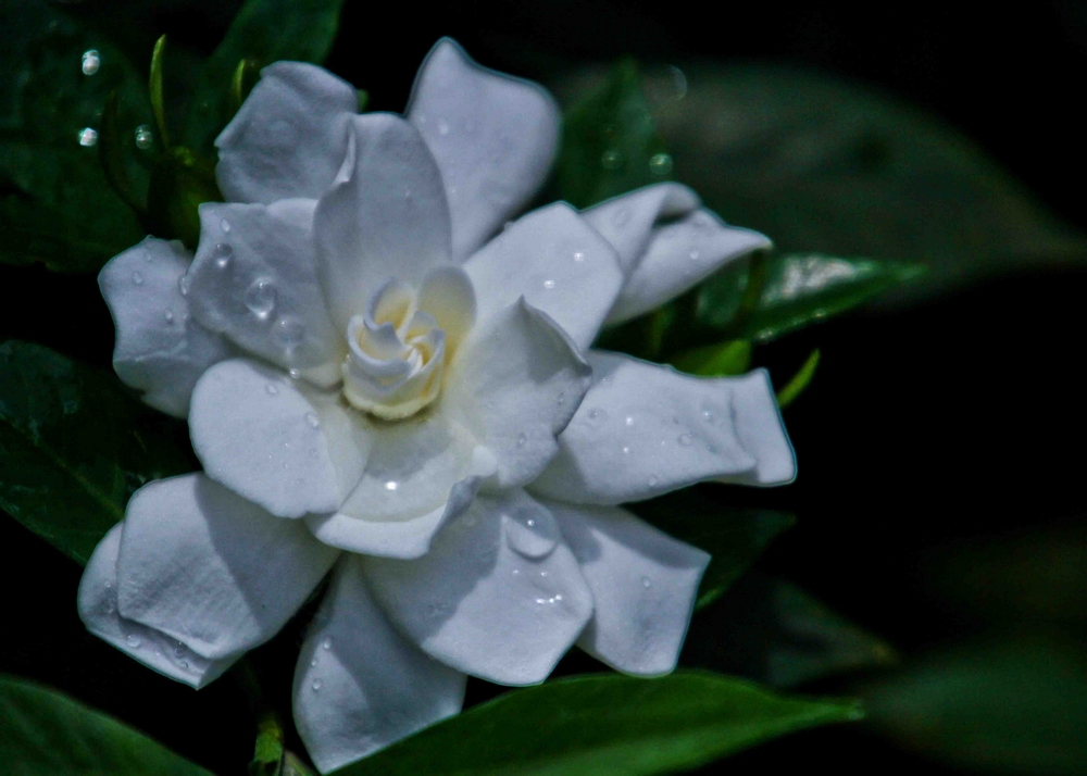 香气扑鼻的枝子花.