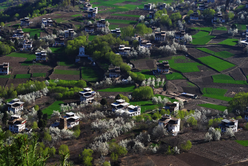 中路藏乡春光美