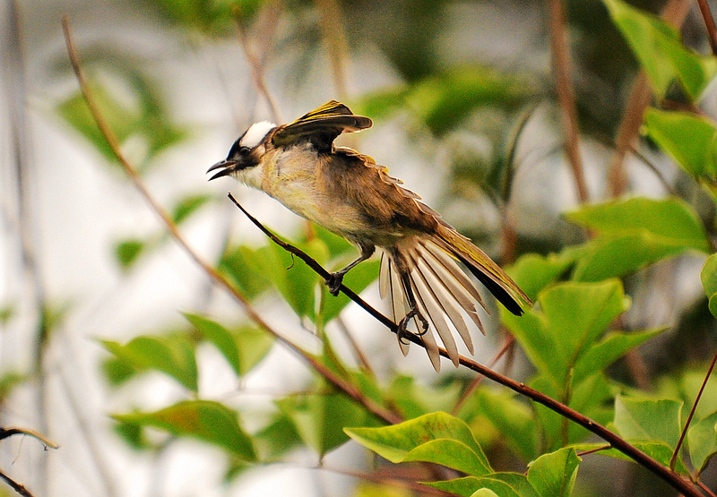 DSC_6886.JPG