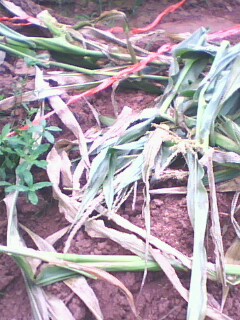 IMG06201810aa.jpg