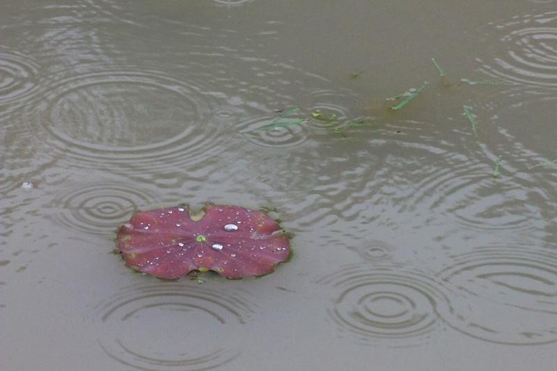 DSCF5611.jpg