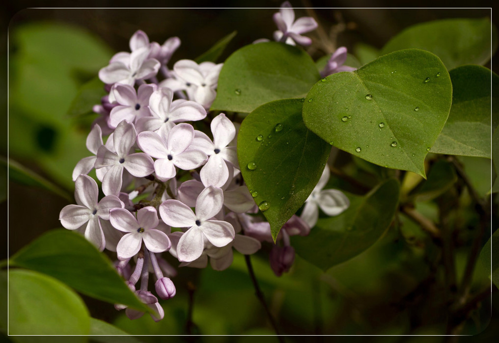 丁香盛开的季节-麻辣摄影-麻辣社区 四川第一网络社区 你的言论 影响