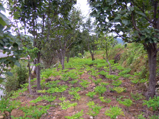 DSCN3243.JPG