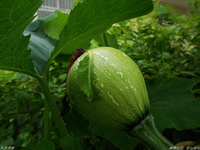 DSCN4425.jpg