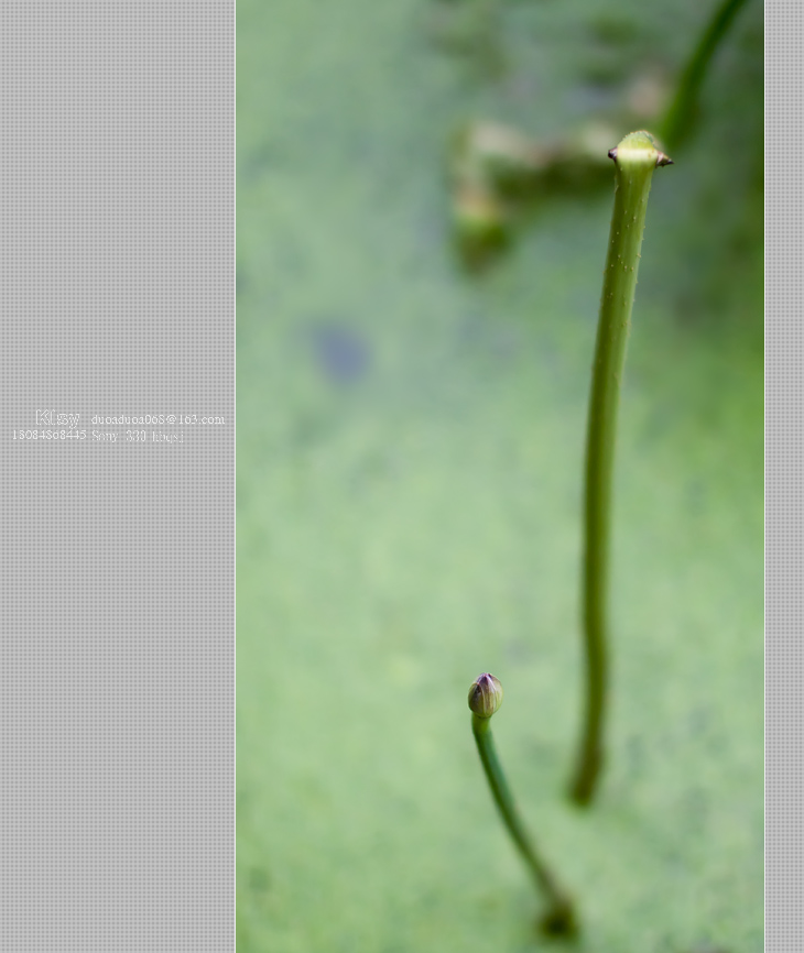 16.8DSC03375.jpg