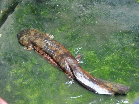 2米巨型娃娃鱼 已被放生(图)