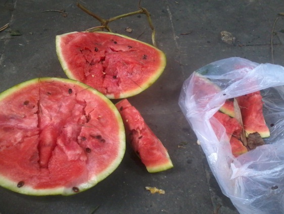 ██遭遇了打药西瓜██