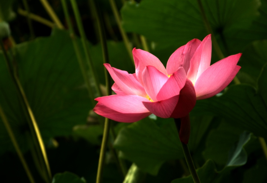 _DSC3270_conew2.jpg