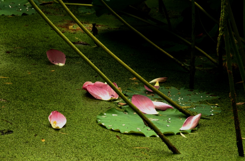 _DSC3286_conew2.jpg