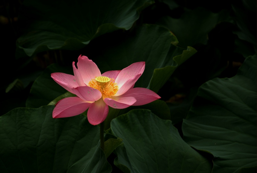 _DSC3292_conew2.jpg
