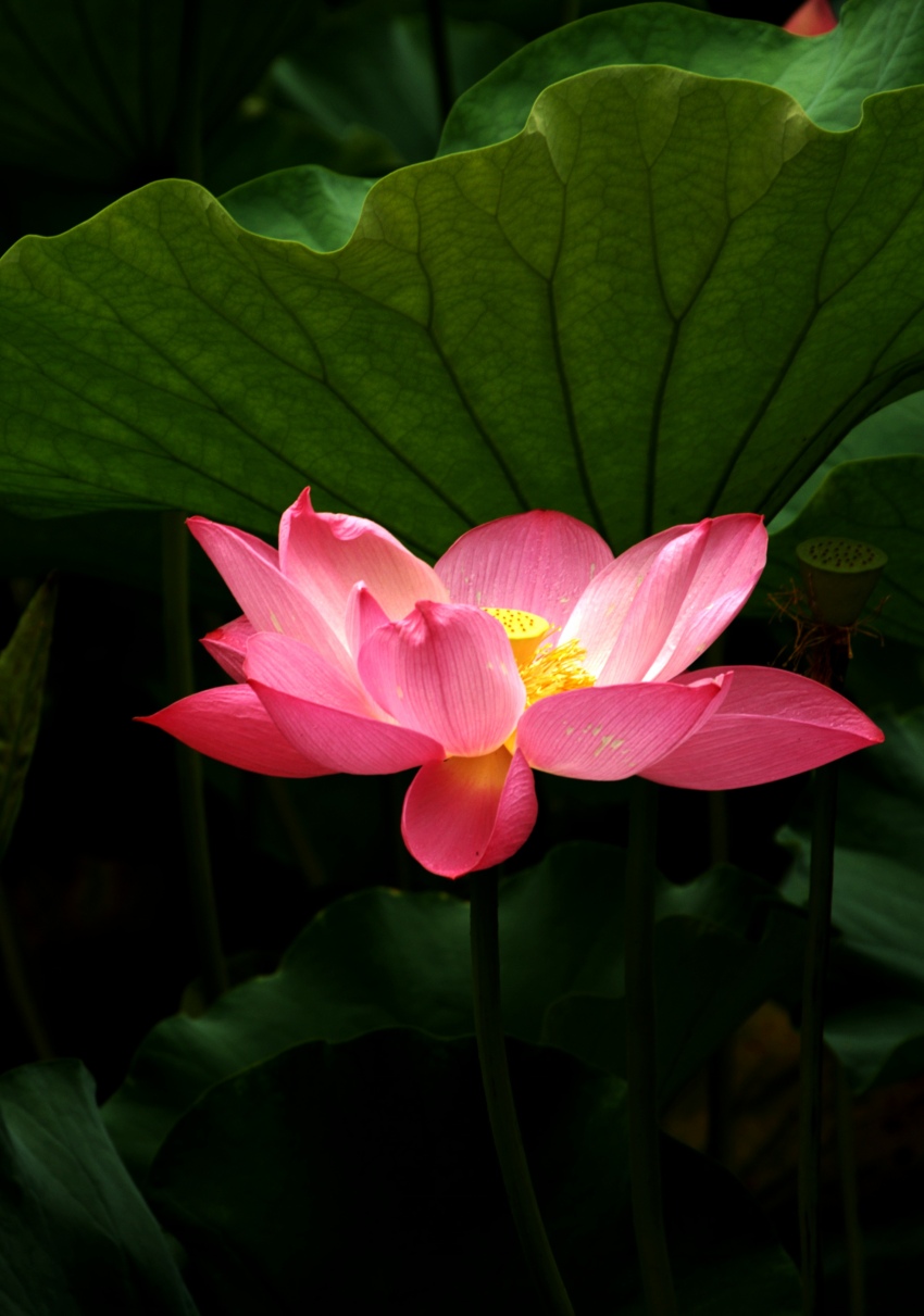 _DSC3294_conew2.jpg