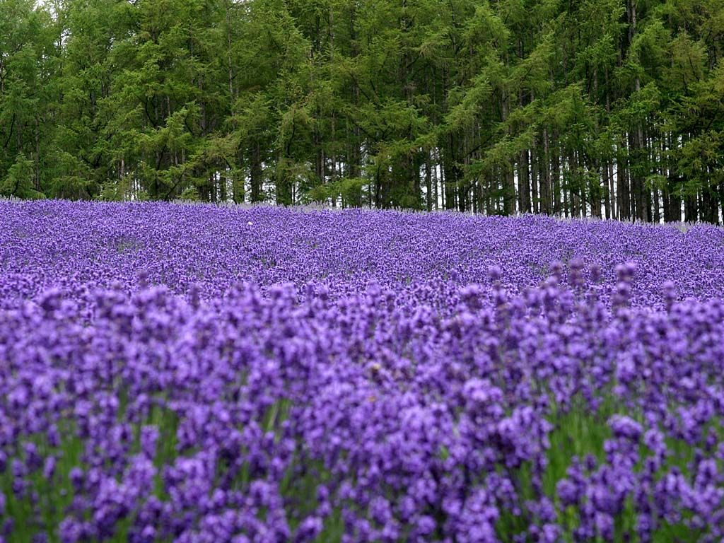 西安旅游攻略之世界各地风景西安秦美