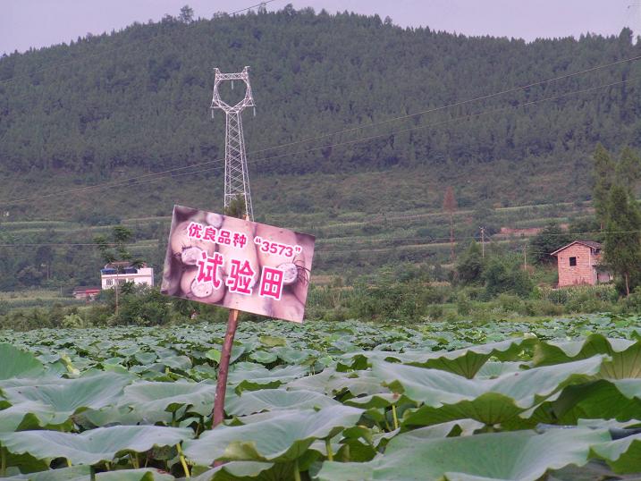 AMBA2256.JPG