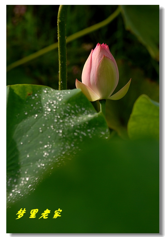 DSC_53551.jpg