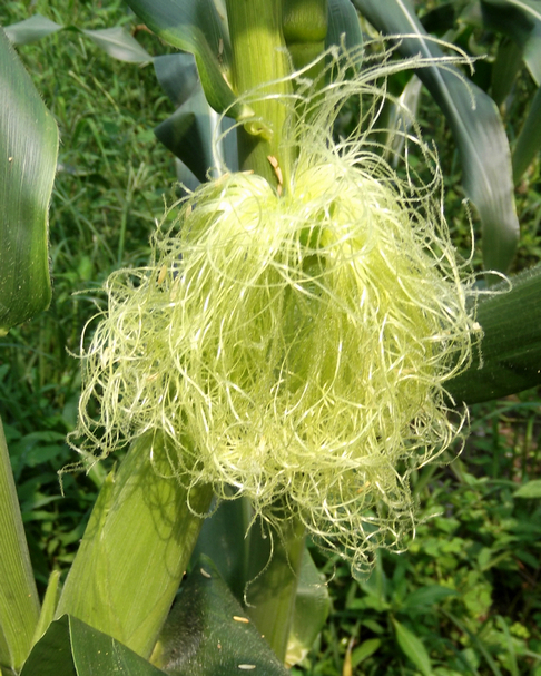 DSCF5807.JPG