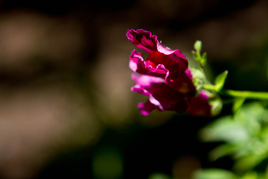 IMG_3261.jpg