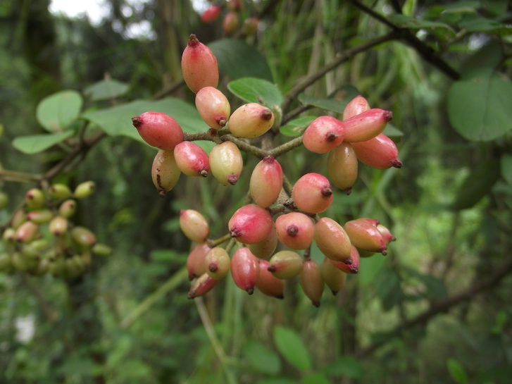 盛夏的山野野果小山花