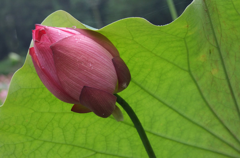 DSCF6325.jpg