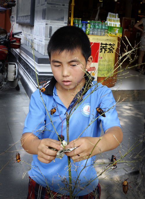 卖笋子虫的少年