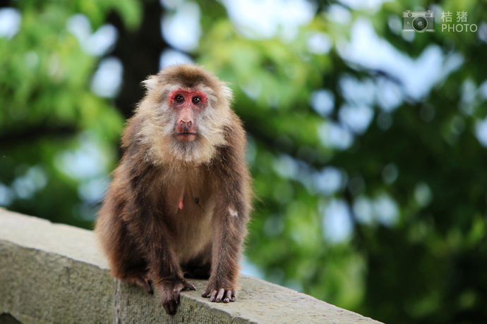 山中无老虎猴子称大王