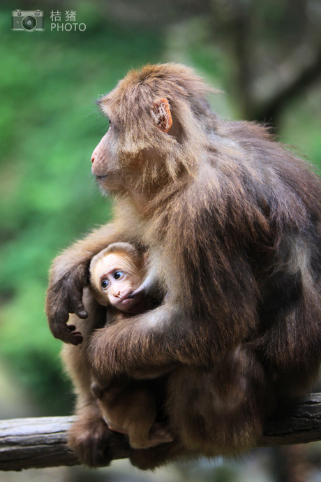 山中无老虎猴子称大王