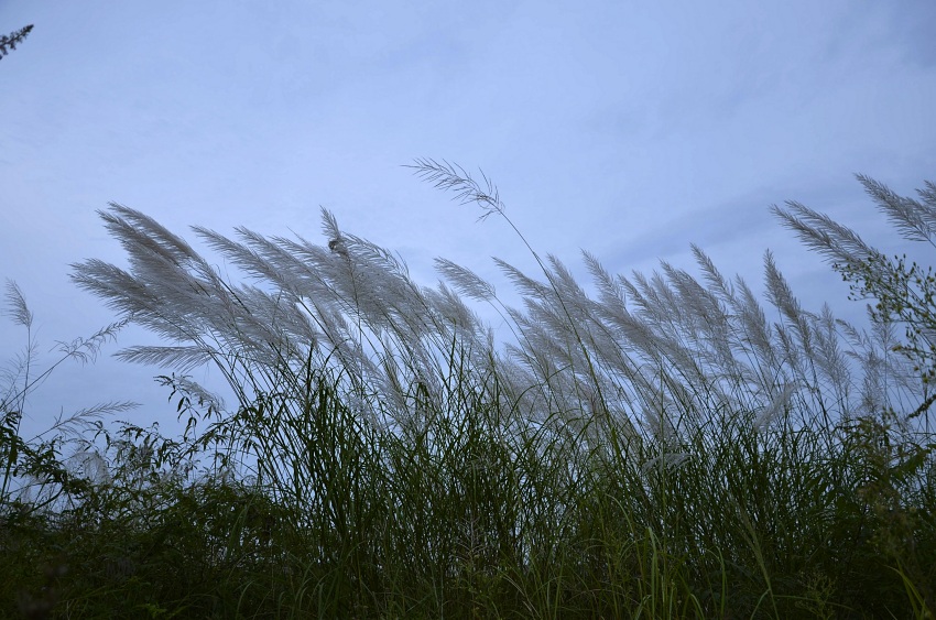 _DSC4955_HZP_conew1.jpg