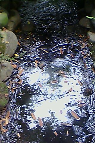 IMG0005A.jpg