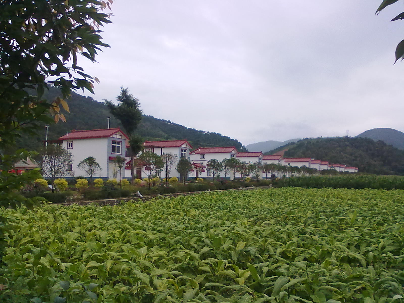 冕宁县复兴镇建设村宣传贴(三)