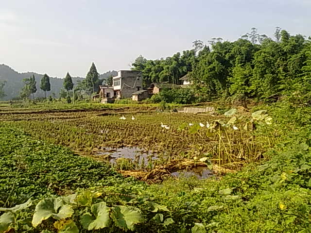 Ƭ 008.jpg
