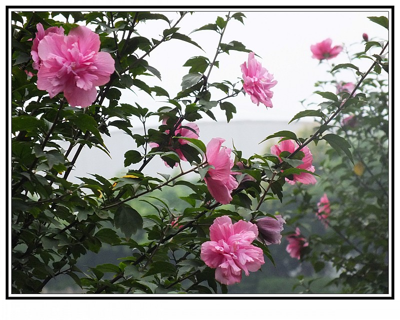 conew_dscf8460.jpg
