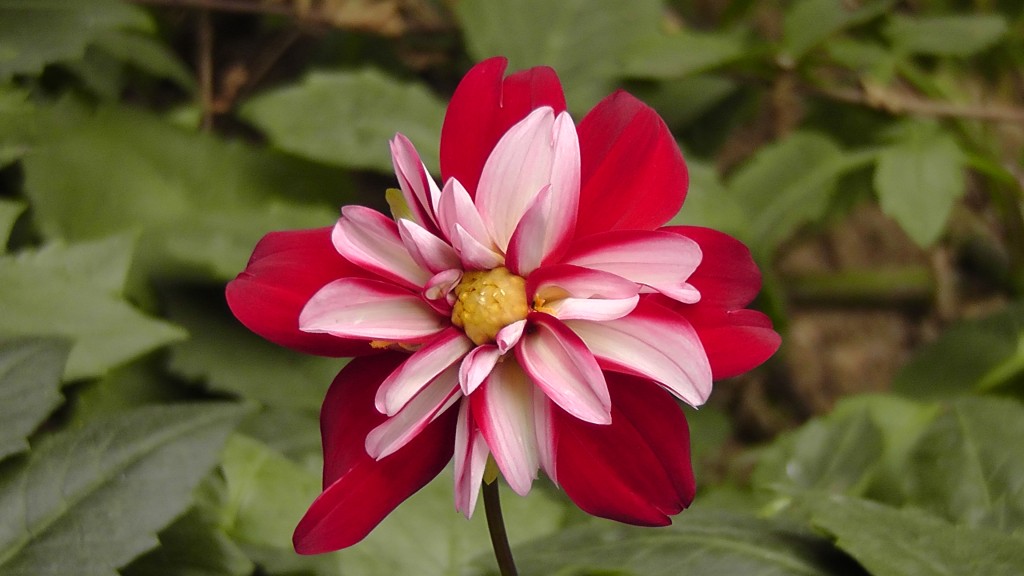 H2860007.jpg