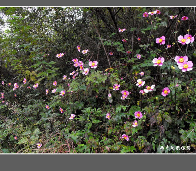 DSCF4035_conew1.jpg