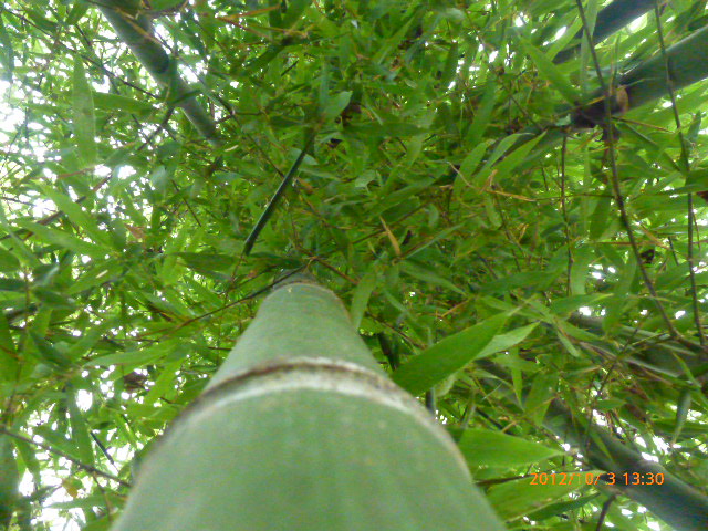 P1030550.JPG