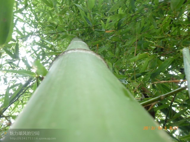 psbCAF6B1J1.jpg